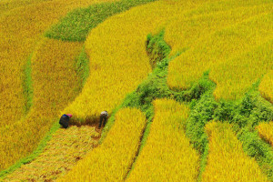 rice field terrace