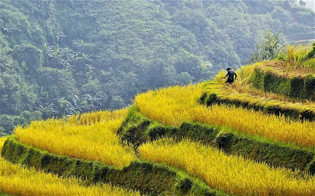 rice field ha giang