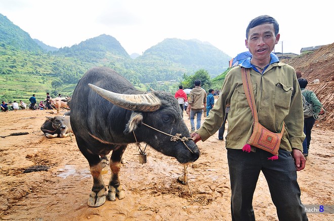 Although buffalo are often considered an important asset of farmers, they do not have fixed prices. Instead, both sellers and buyers decide on the animals’ value and then negotiate with each other. This buffalo for instance is offered at VND40 million (US$1,800).